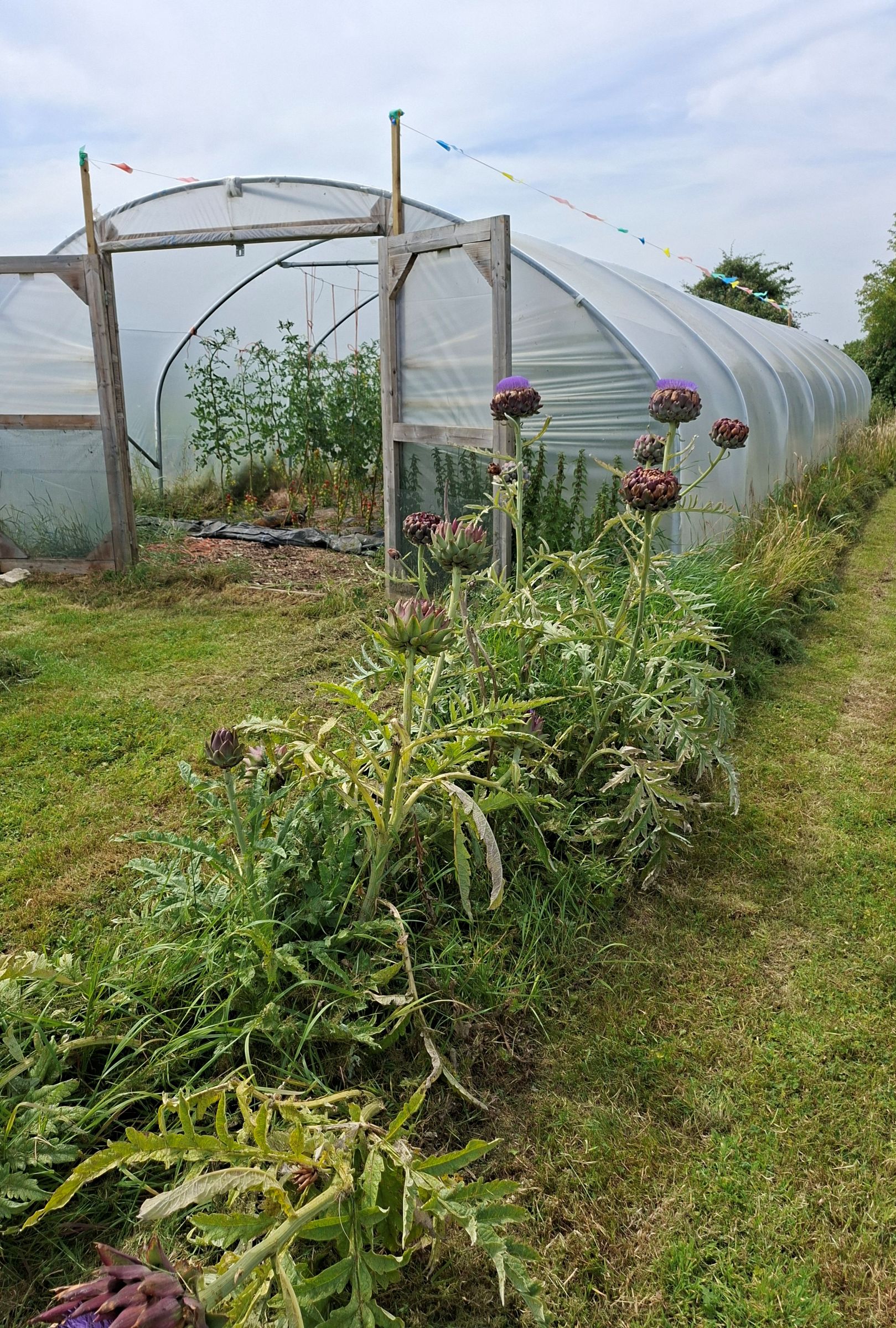 Kyrie Farm polytunnels flower.jpg